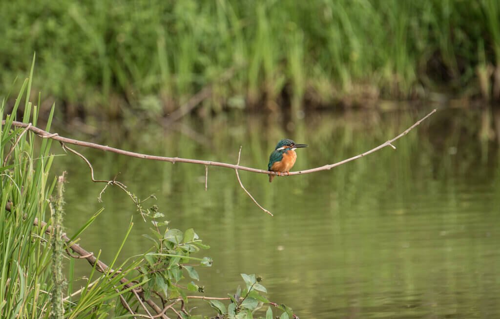 Kingfisher
