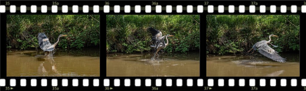 Grey Heron