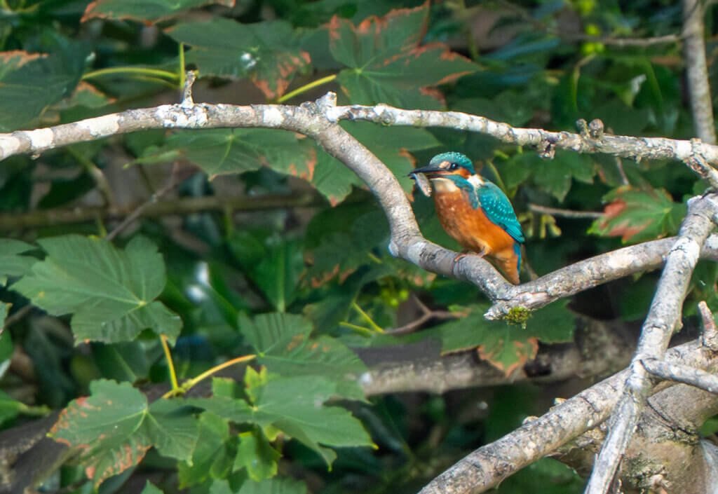 Kingfisher with catch