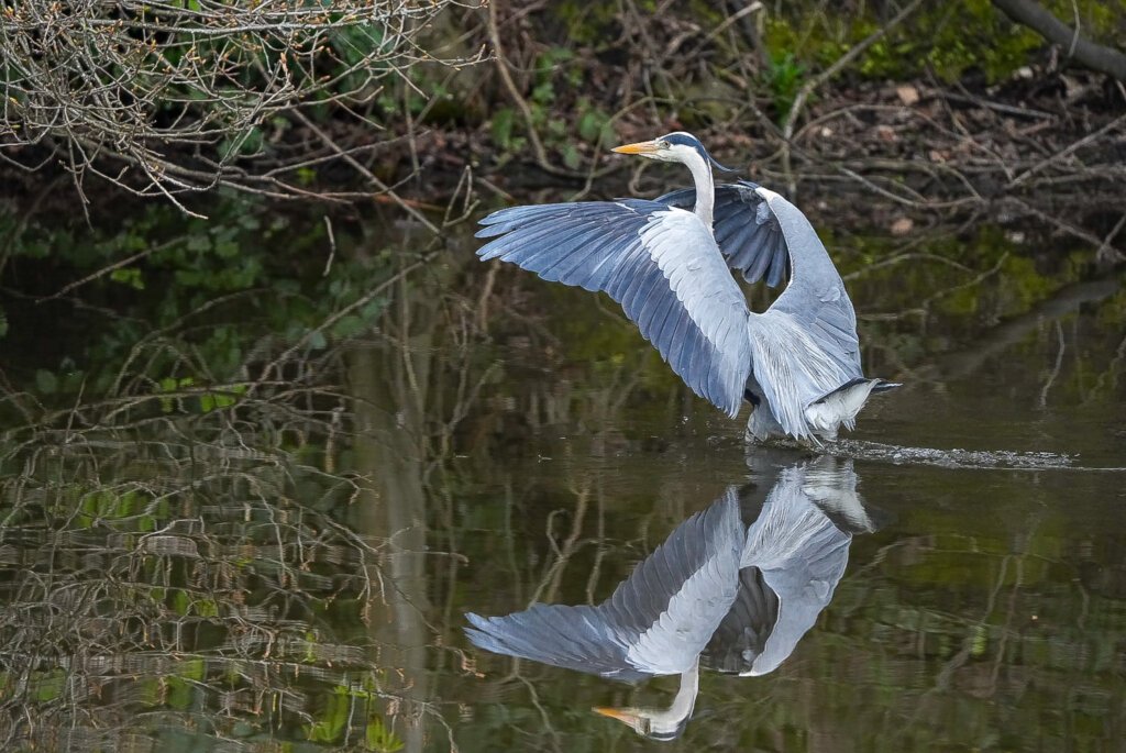 It's my territory. The resident grey heron.