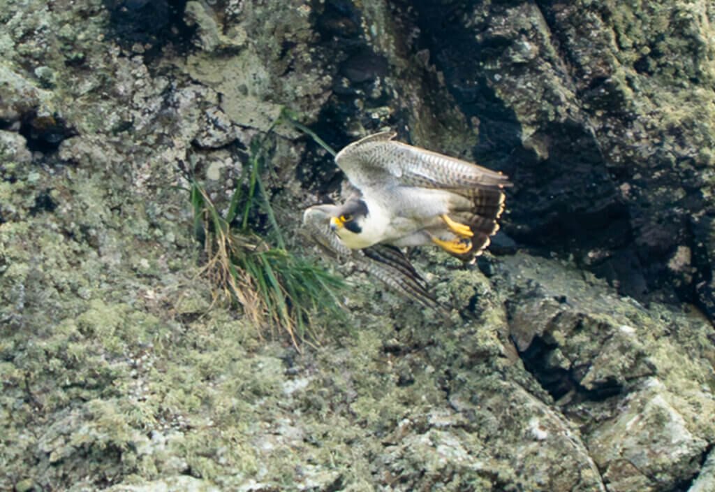 Peregrine Falcon