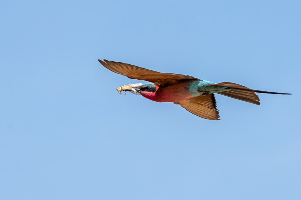 Carmine bee-eater with catch