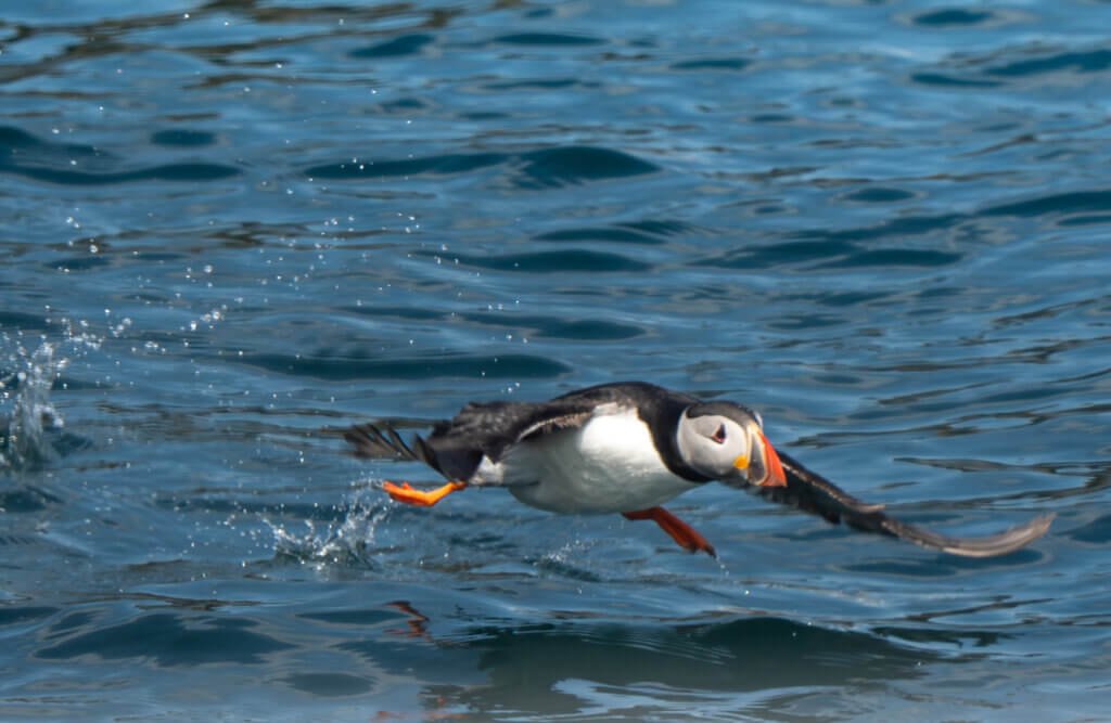 Puffin take-off