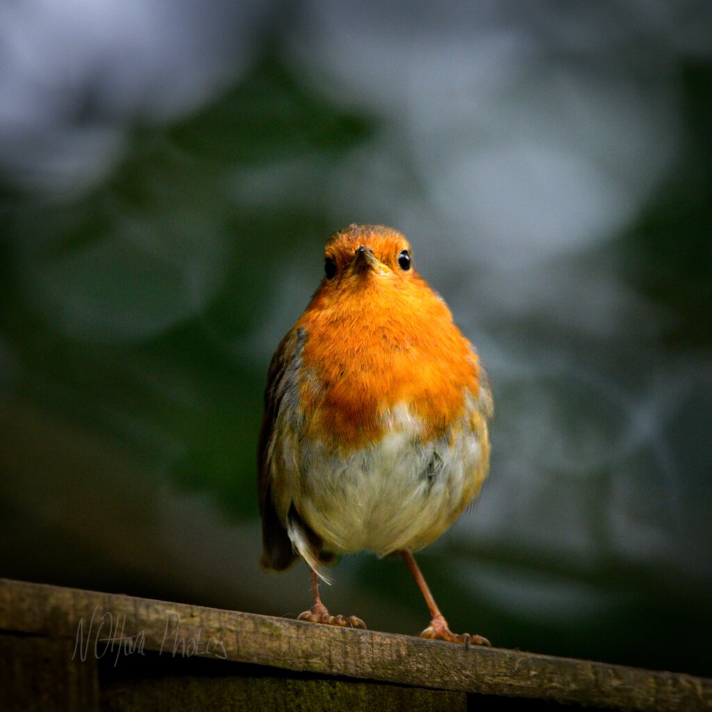 Robin