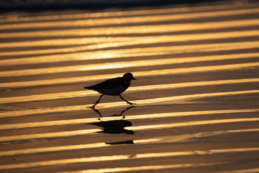 The early bird
