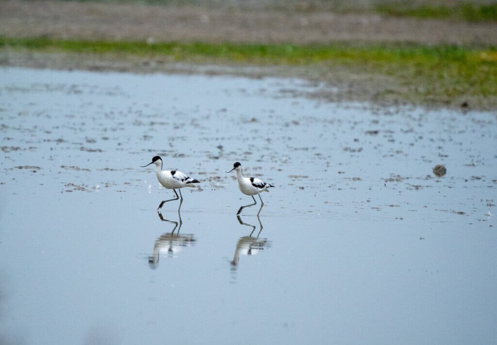 Not Swan Lake, Avocet Lake