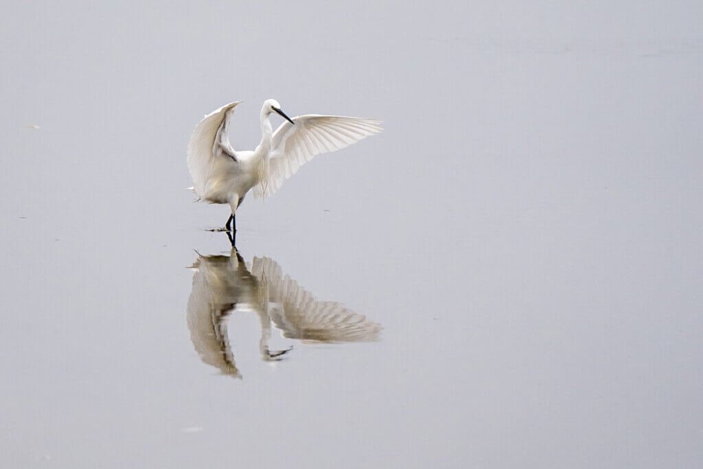 Egret ballad