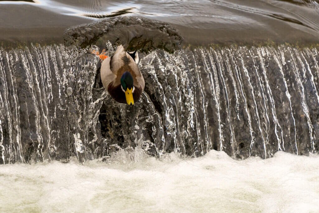 Surfing Mallard