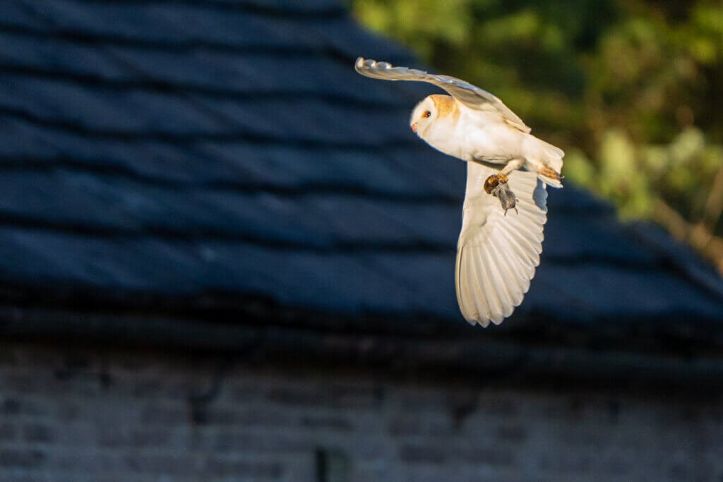 Barn owl with vole