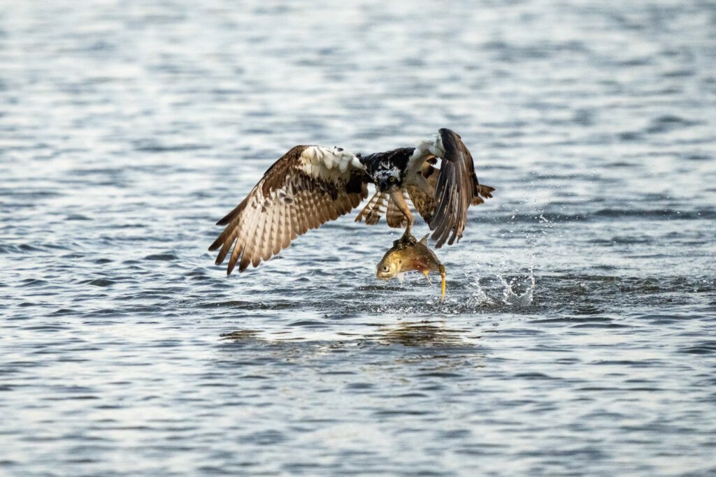Osprey with catch