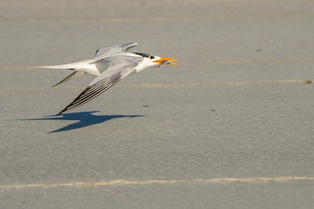 Royal tern carrying catch to chick