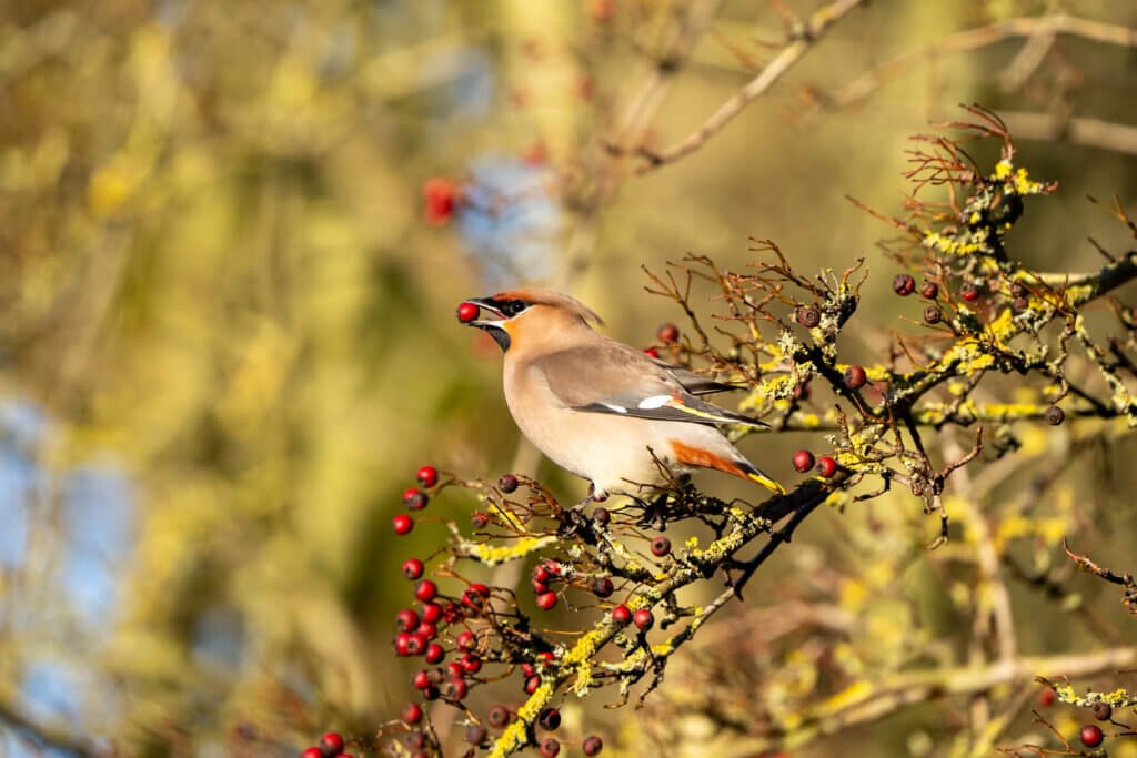 Waxwing with meal