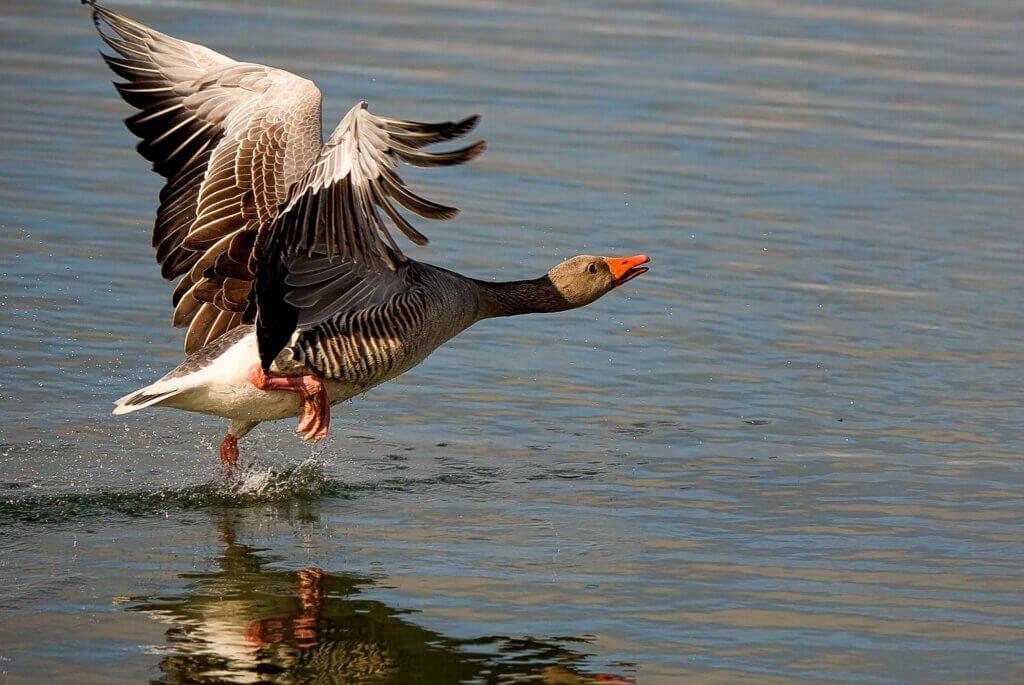Take-off