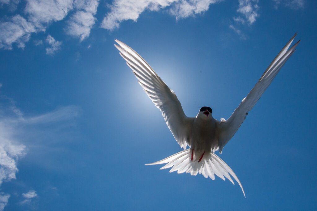 Aggressive Arctic tern