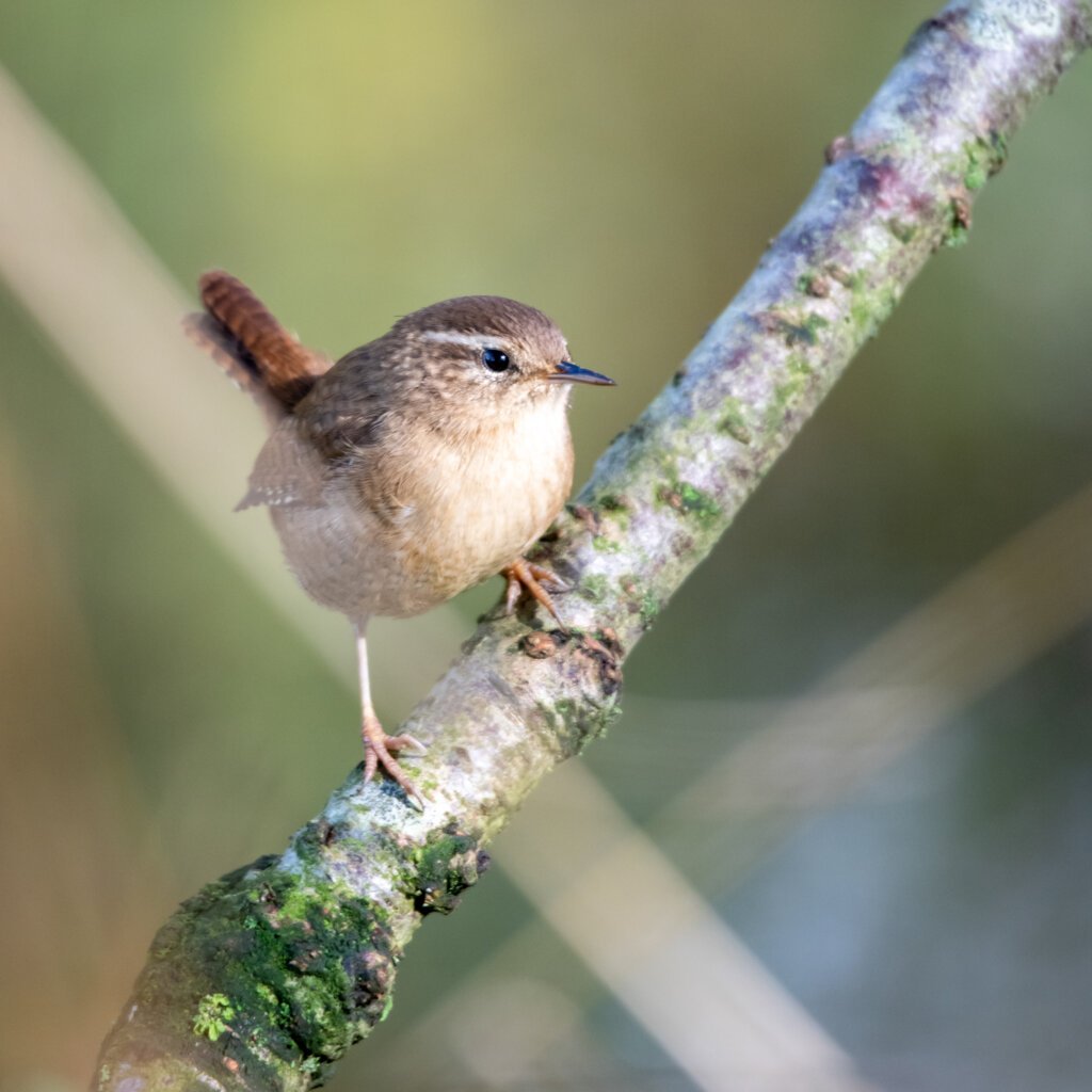 Wren