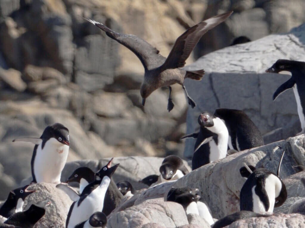 Skua raid