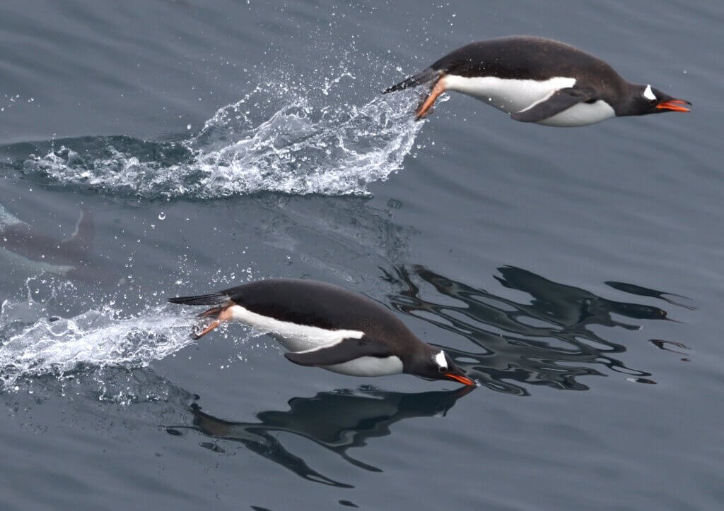 Gentoo penguin race