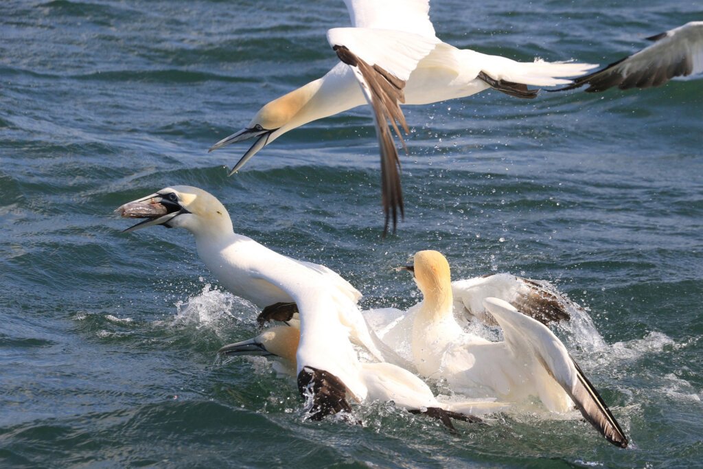 Gannet feeding frenzy