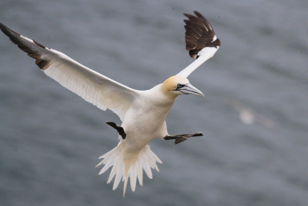 Flaps down, spoilers deployed, cleared for landing