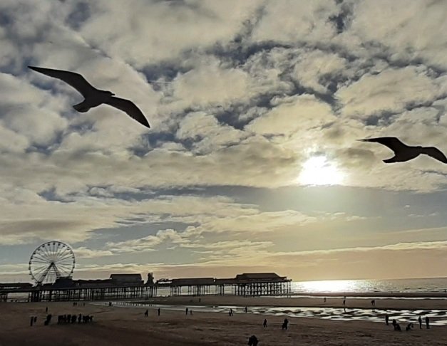 Birds Leave Shadows