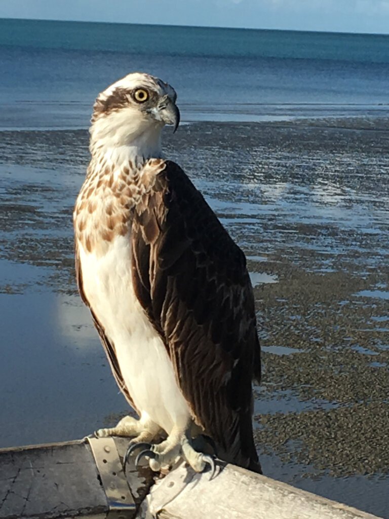 Aussie Osprey