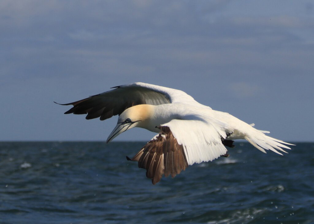 Gannet off sunny Bempton Cliffs