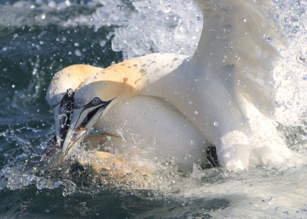 Quarrelling Gannets