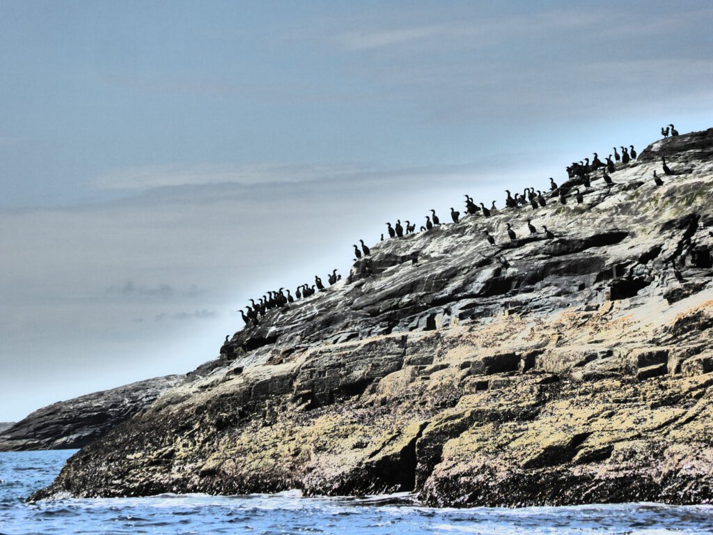 Shag Rock