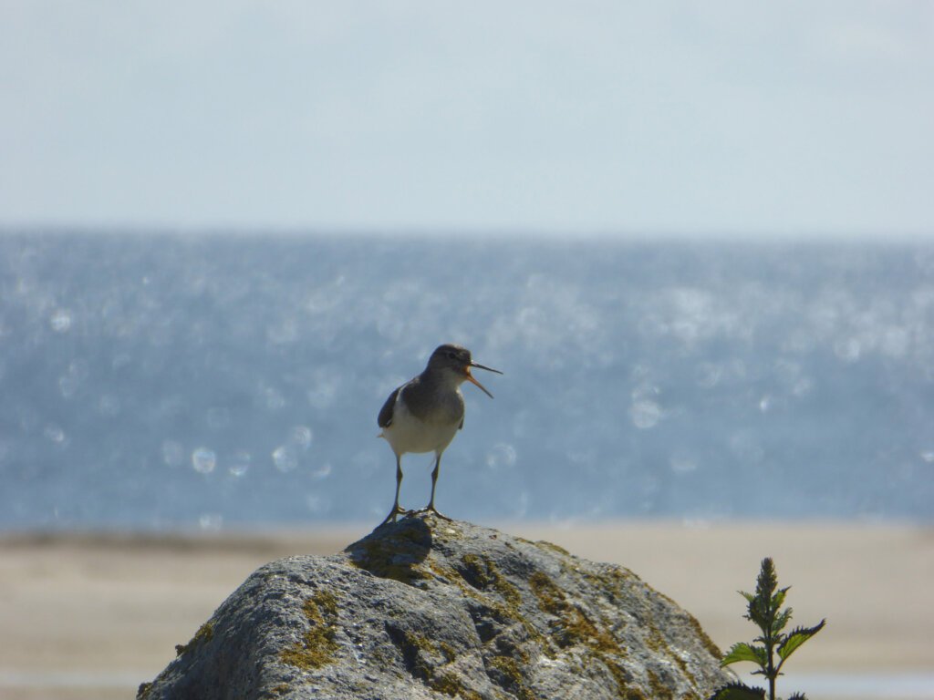 Sunny platform for a Sandpiper