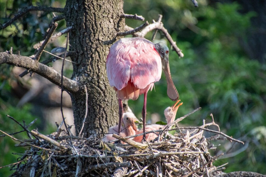 Rosette spoonbill with chicks