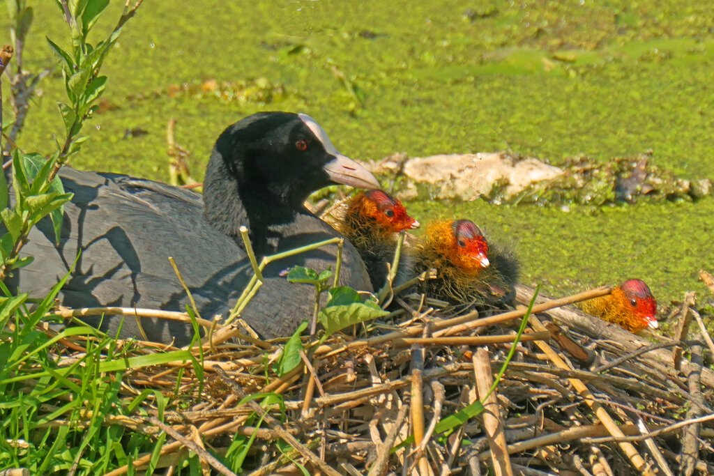 On the nest