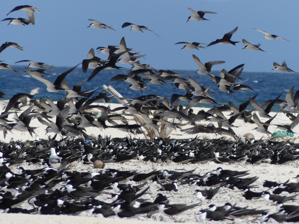 Organised Chaos