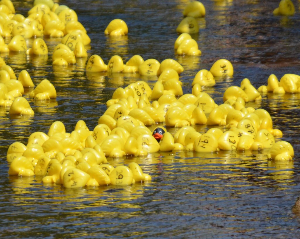 Duck race. Only one duck has its head above water.