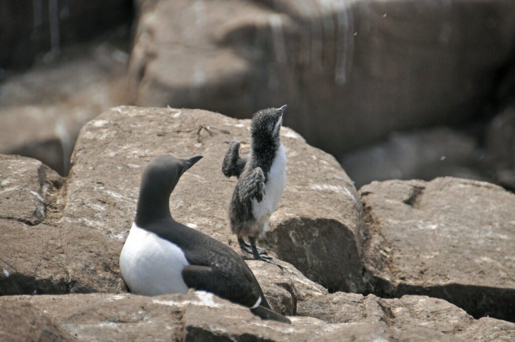 Guillemot chick showing off