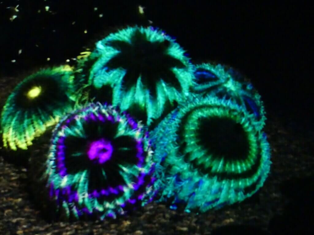 Pin cushion cacti