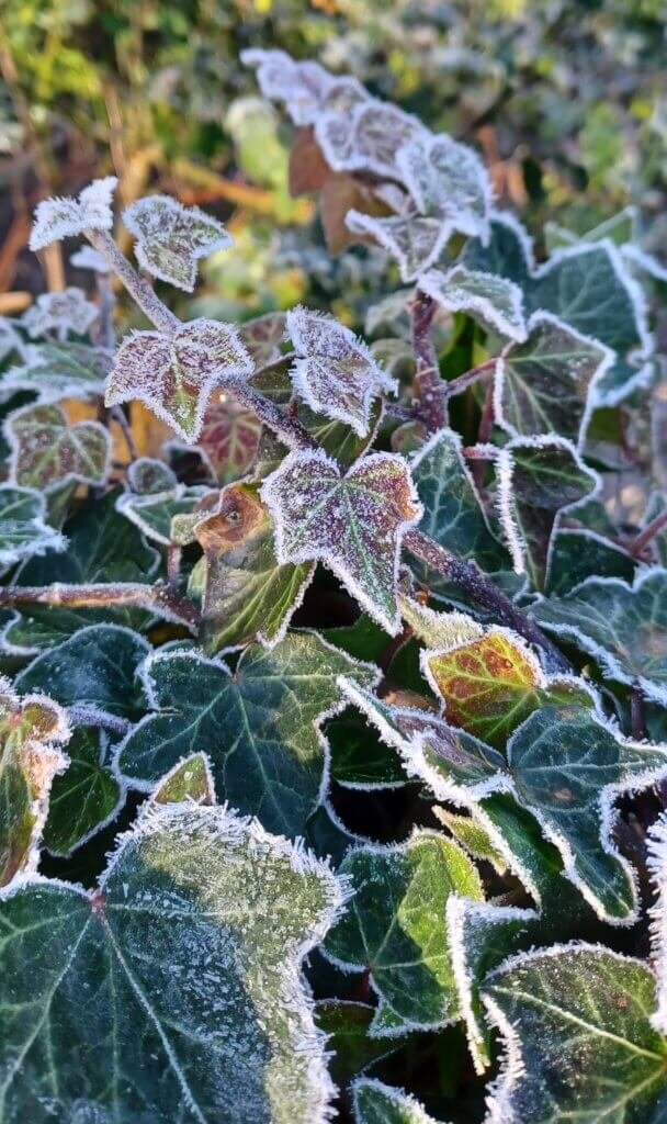 Ivy