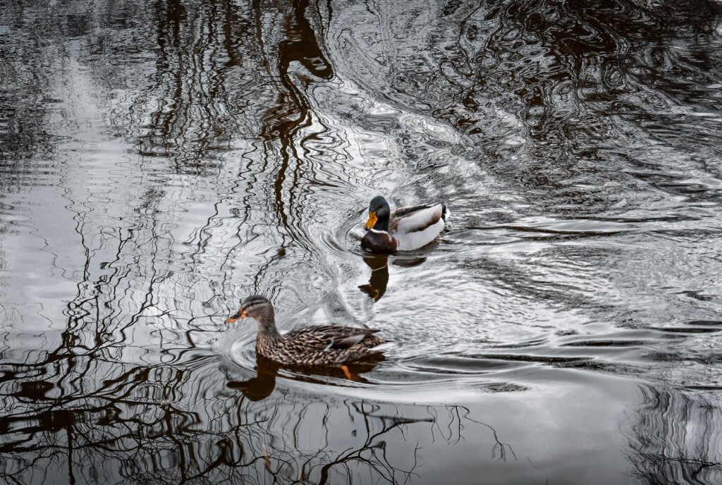 Ducky Zigs