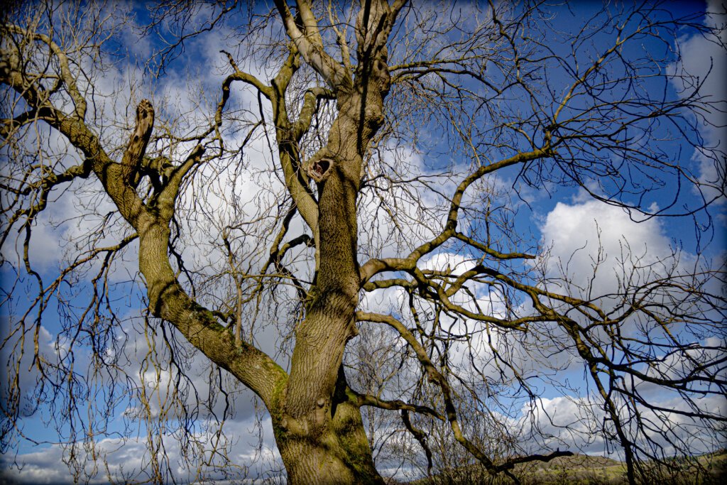 Natures Angles