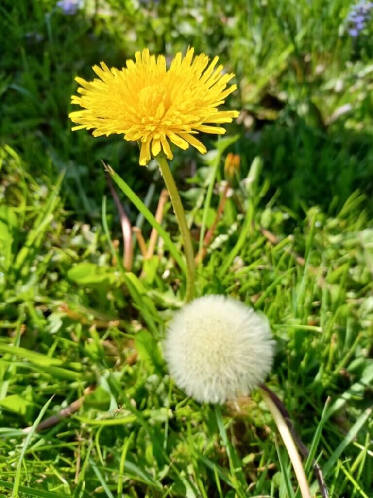 Opposite ends of the life of a Dandelion