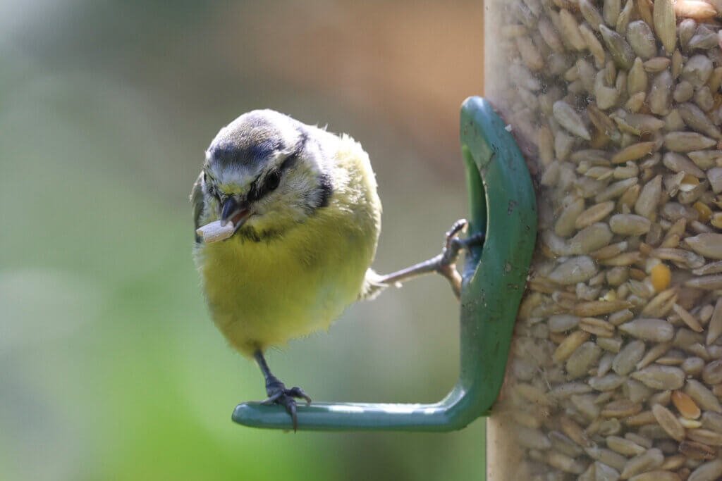 So which way was my nest