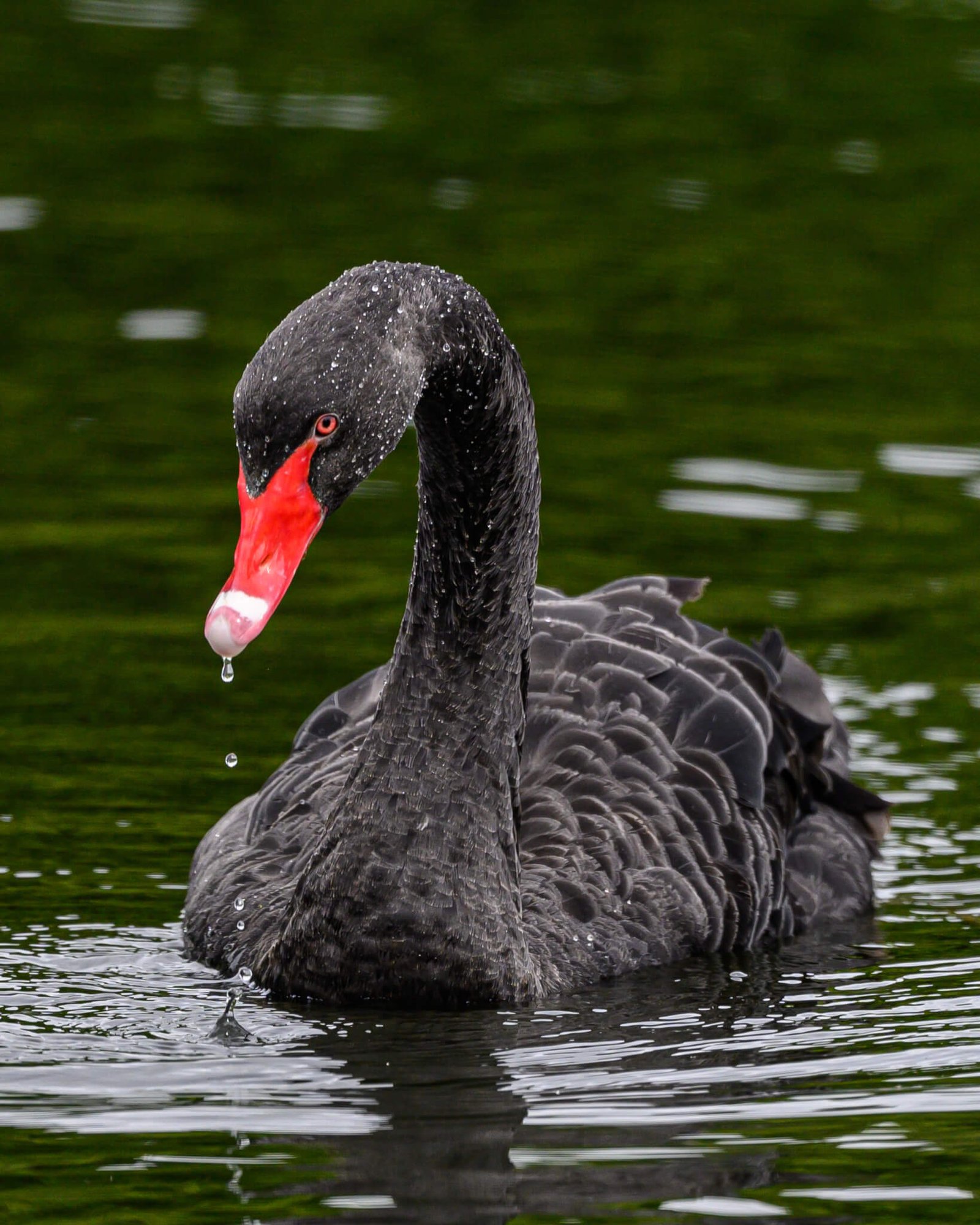 Bird photography at Sutton Reservoir