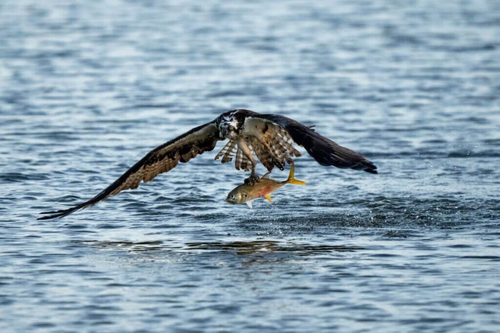 Osprey Catch
