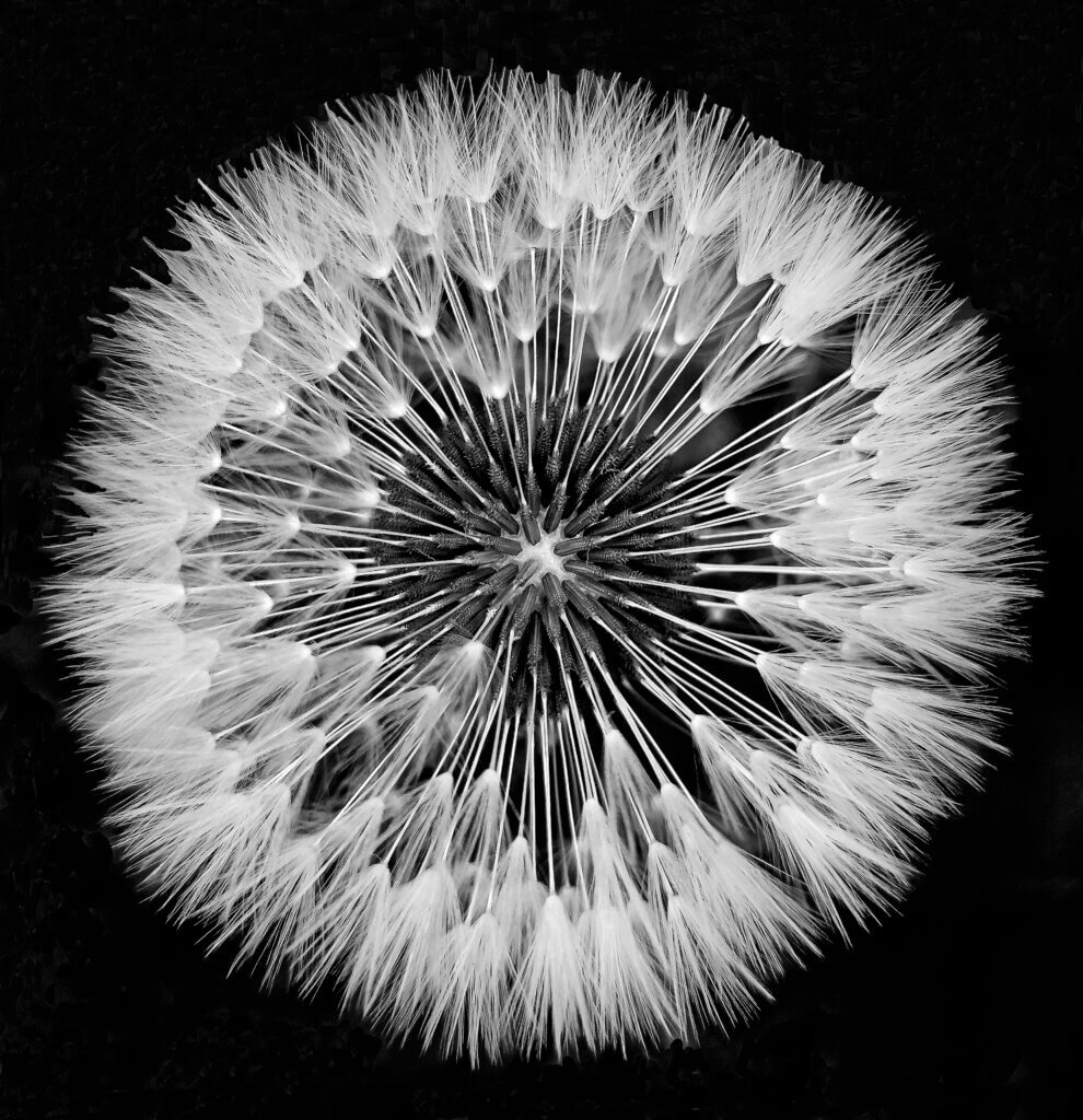 Dandelion Clock