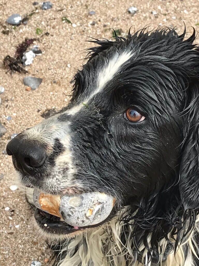 One happy wet dog with a stone.