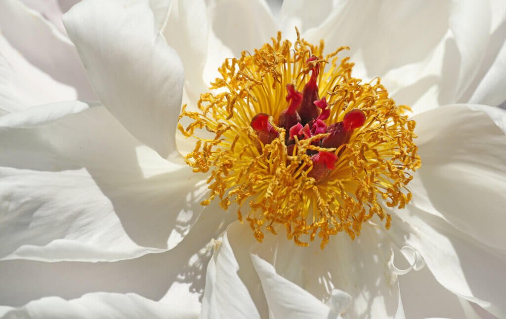 On a bed of white