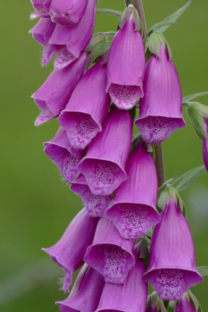 Foxglove