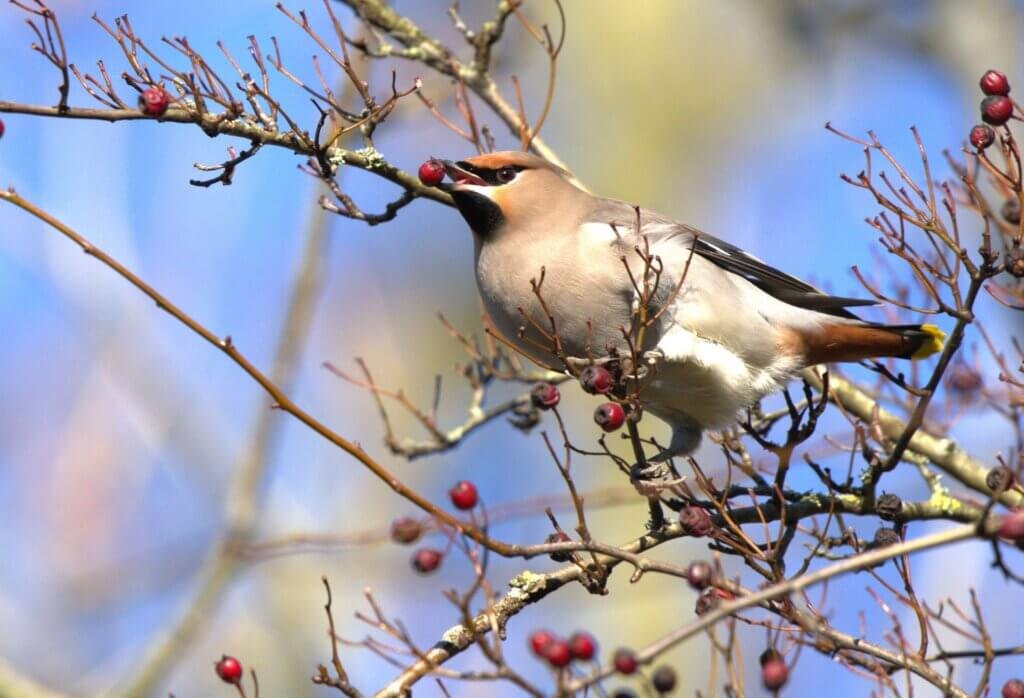Waxwing feast