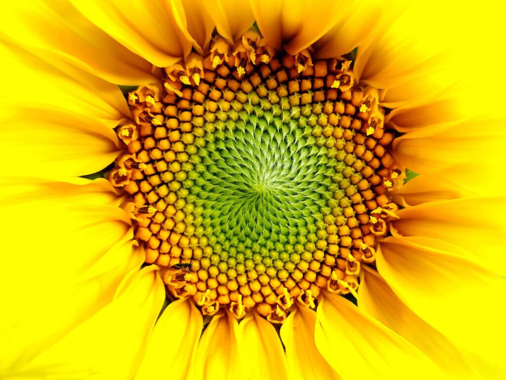Sunflower in all its glory