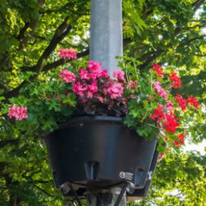 Group logo of Bollington in Bloom