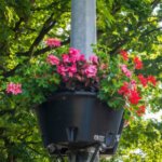 Group logo of Bollington in Bloom